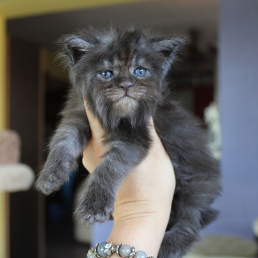 Кот с человеческим лицом