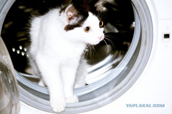 Котовторник 1.02.2011