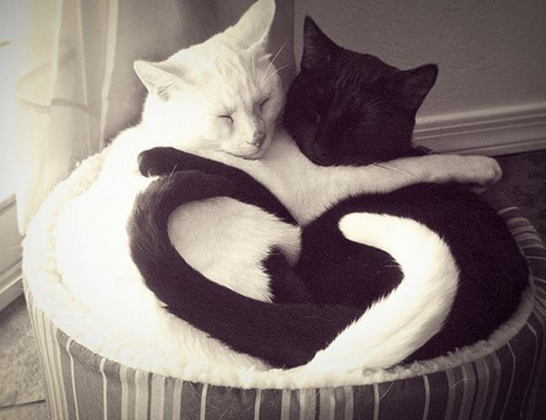 Котейкин вторник! Космический 12.04!