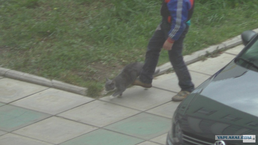 Hello street cat издевательство над кошками. Пинок коту.