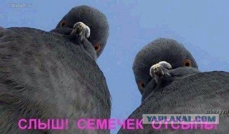 Голубь Иван