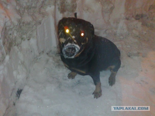 Собаки