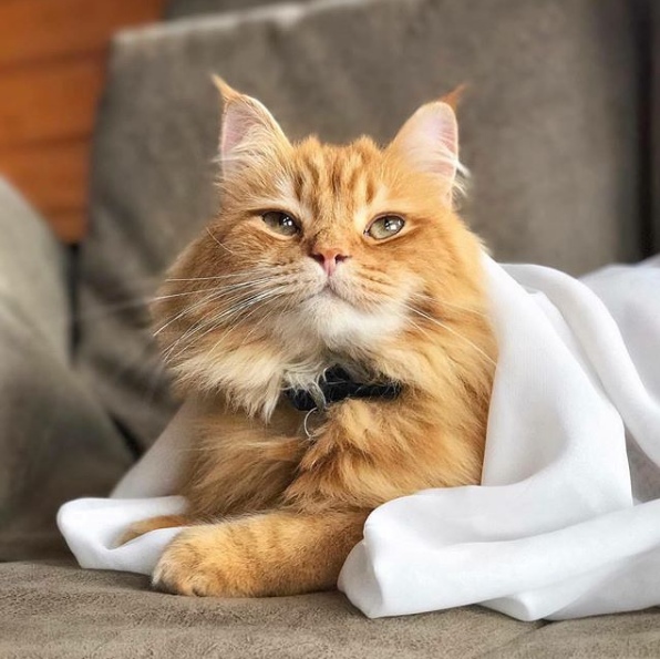 Прикольных котов пост