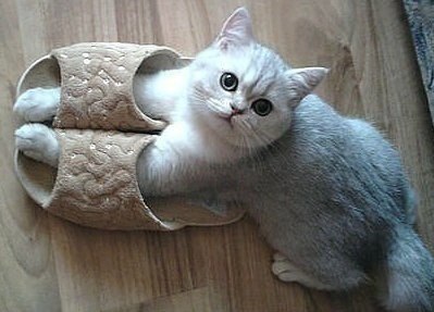 Забавные фото котеек