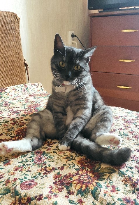 Котовторник же уже наступил?