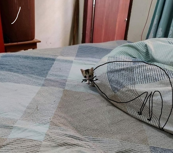 Личинка котэ