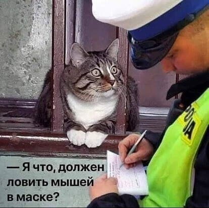 Профилактическая порция котов, повышающих уровень серотонина