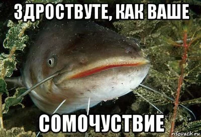 Морские котики