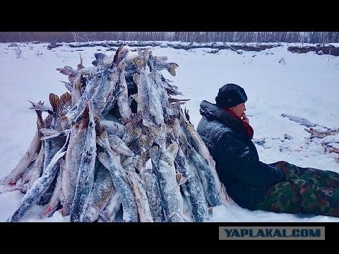 Глава района из ХМАО похвастался огромным уловом щуки, в несколько раз превышающим нормы