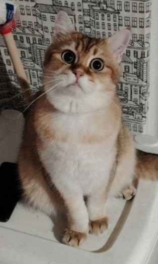Котовторник, Ласточкино гнездо 2024