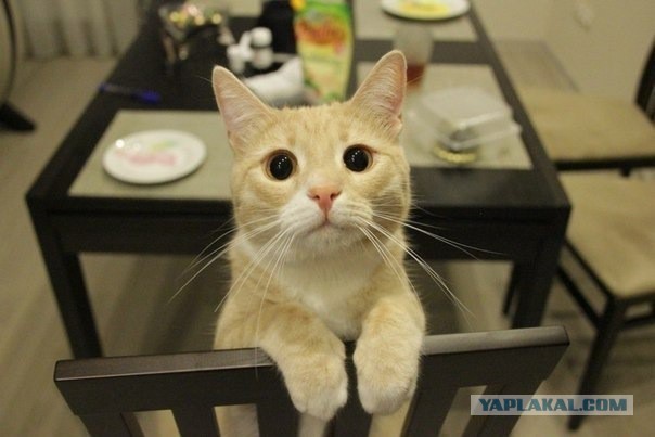 Котовторник 25.02.2014