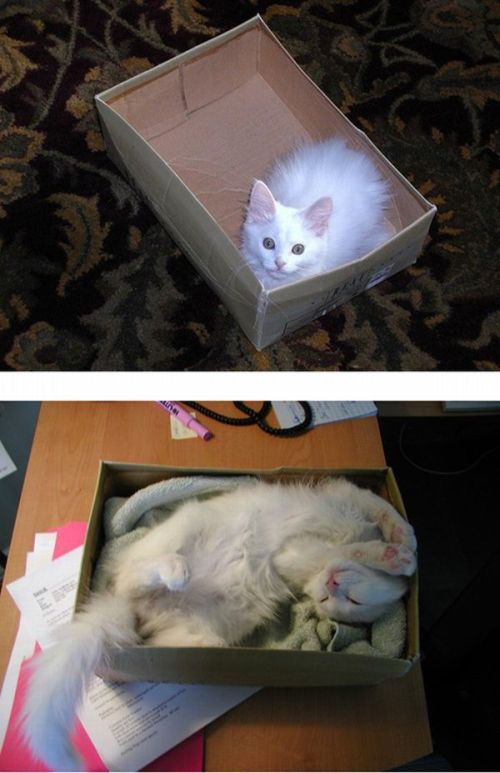 Рисованный котовторник
