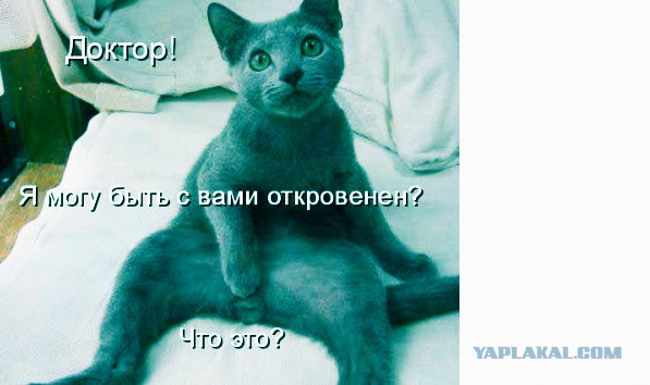 Почему домашних котов нужно кастрировать