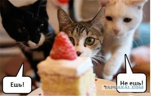 Котовторник
