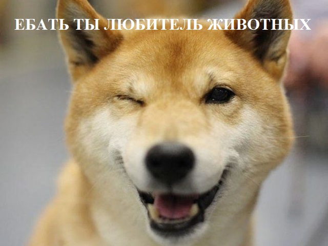 Псяка-разводяка.