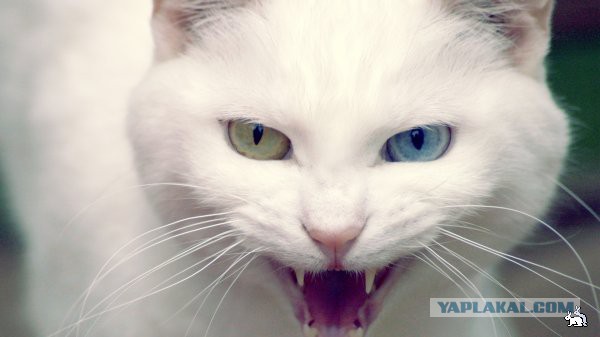 Утибоземой!