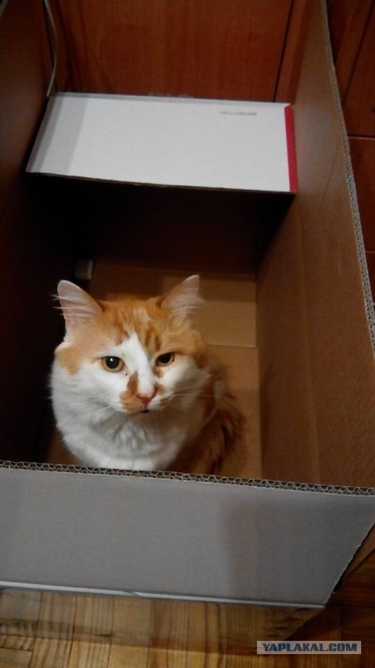 Новогодний котовторник,05.01.16.