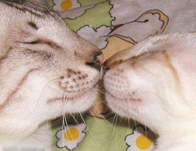 Коты, кошки, котята