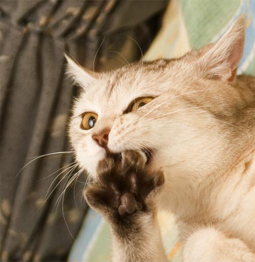 Коты, кошки, котята
