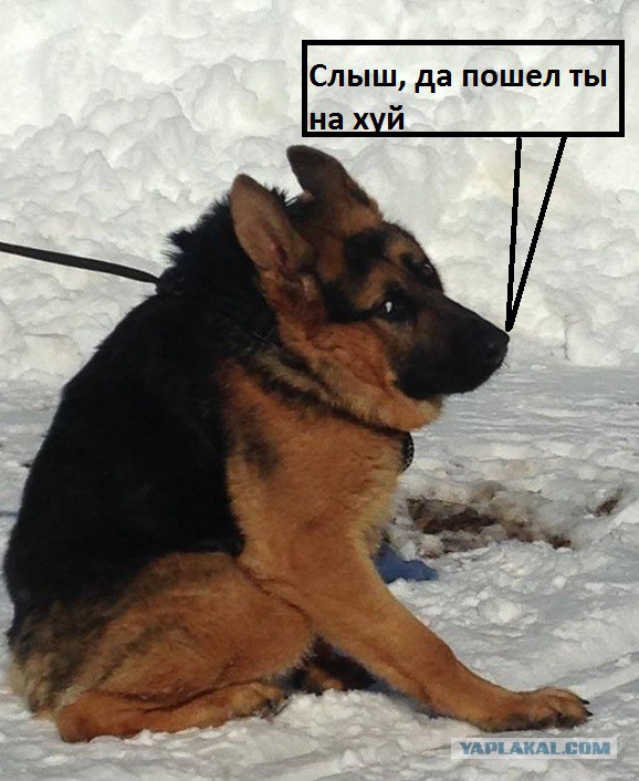 Он не похож на обычных собак, но все еще очаровывает каждого встречного