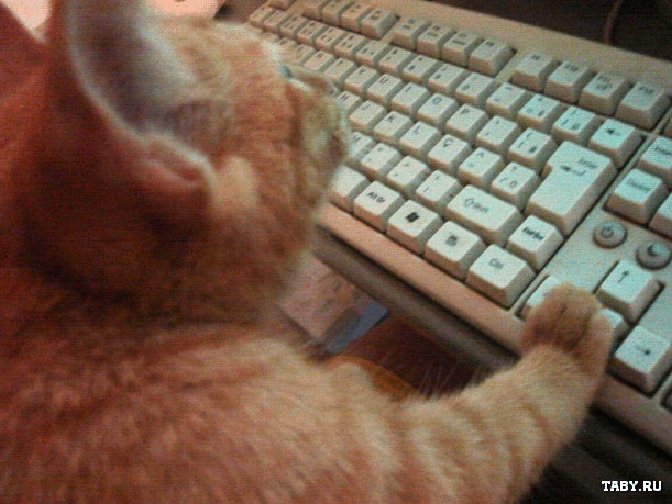 Спецвыпуск котомёта - коты программистов