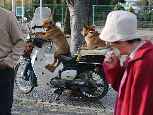 Собака на мопеде