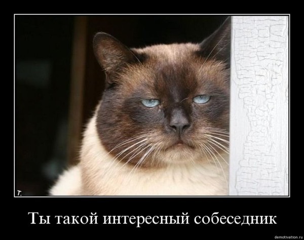 Демы к котовторнику!