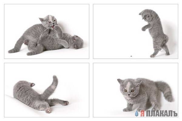 Коты, кошки, котята