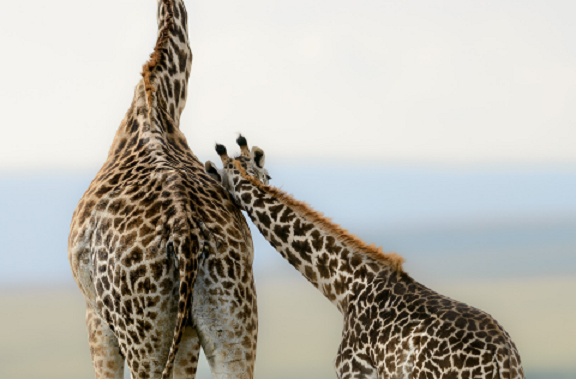 Всем нашим встречам,  увы, разлуки суждены...