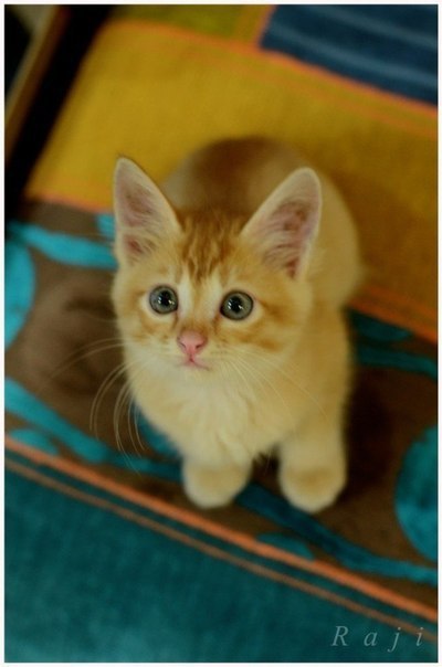 Коты из сети