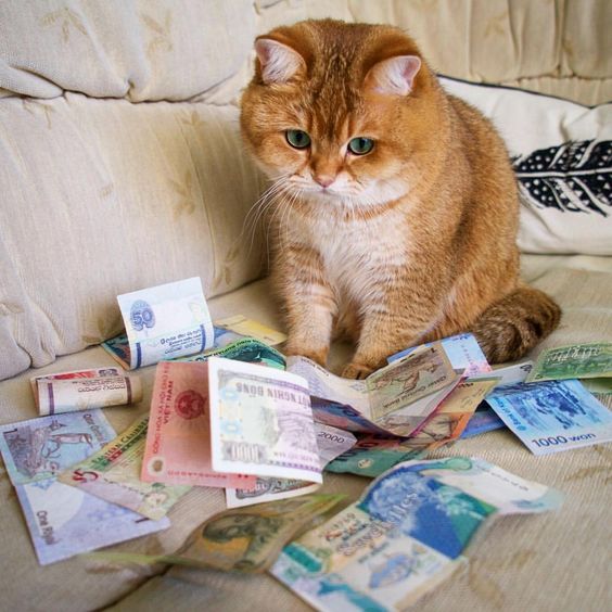 ГЛАГОЛящие коты
