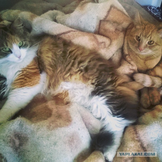 Котовторник 24.01.2017