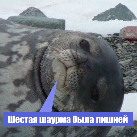Подборка забавных животных
