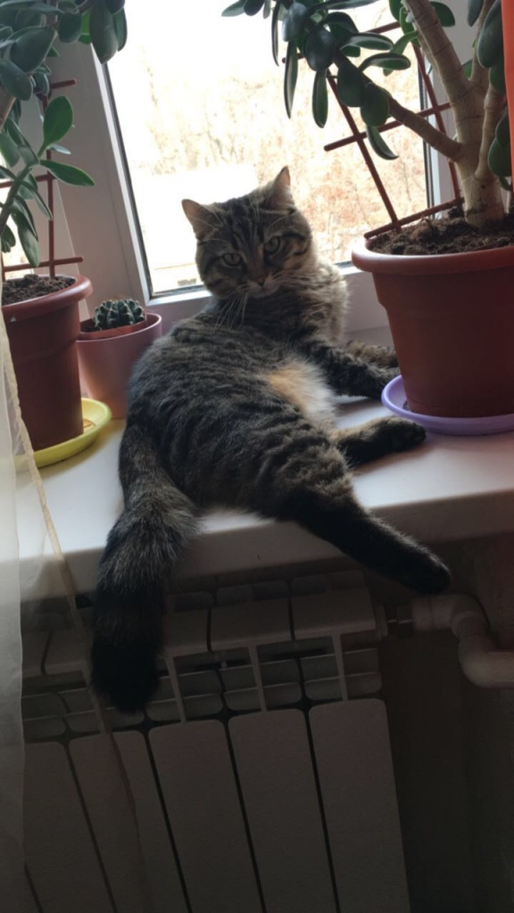 Коты и Кошки
