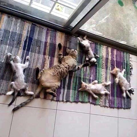 Коты и Кошки