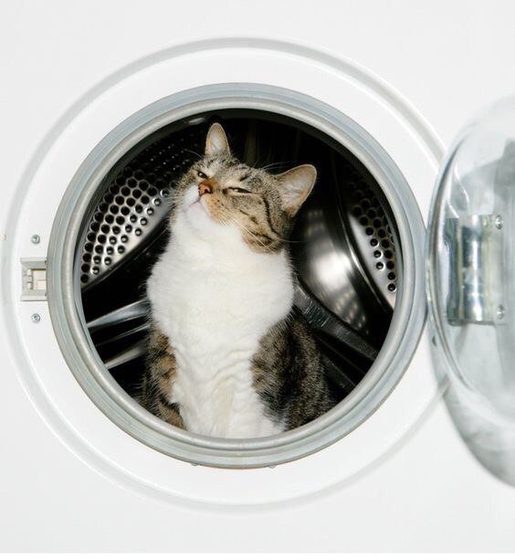 Коты и Кошки