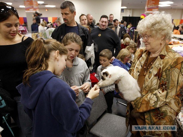 Iams Cat Championship в Нью- Йорке