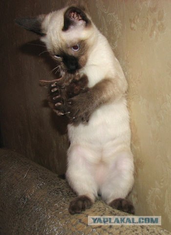 Котовторник на ЯПлакалъ: Кото и кто-то!