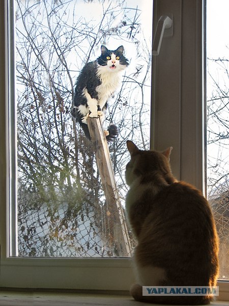 Котовторник объявляется открытым!