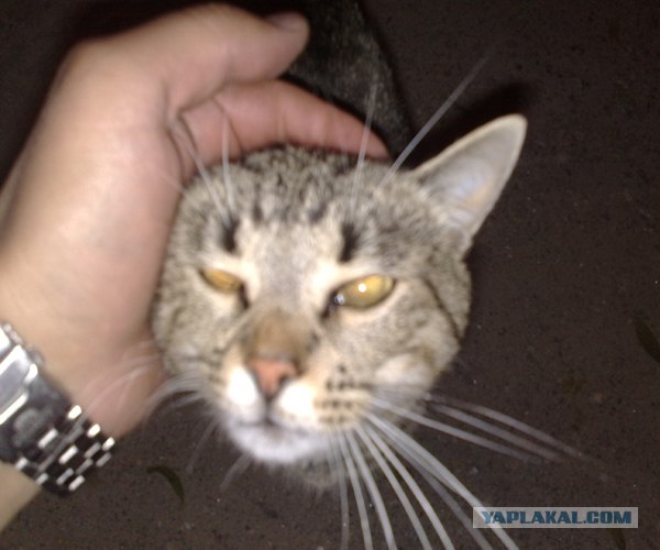 Котовторник в "КотоГетто"