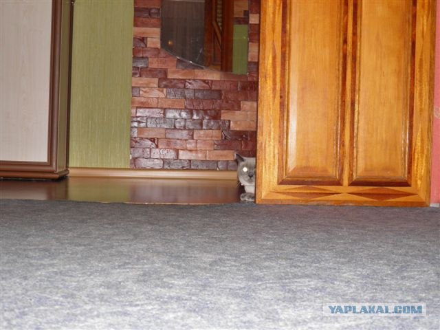 Котовторник  от 3.04.2012