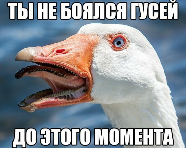 Подборка интересных и веселых картинок 24.08.19