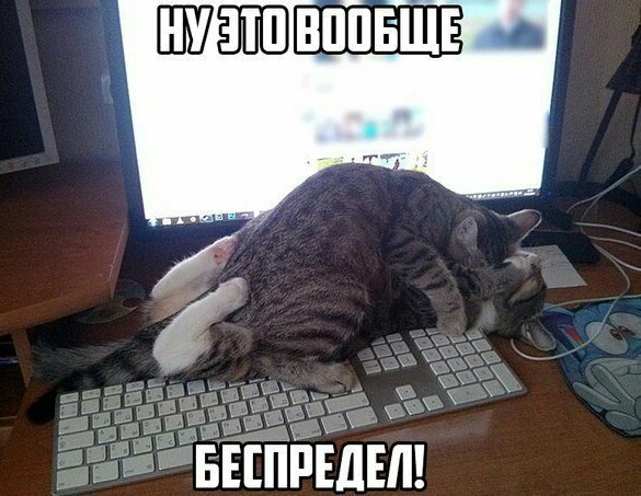 Котофотки с описанием