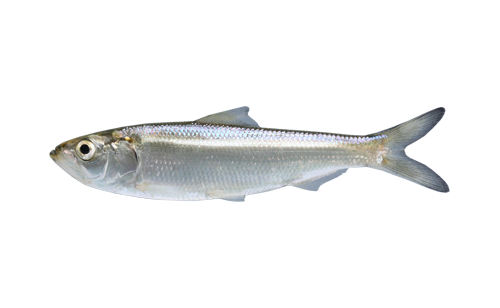 Салака маринованная