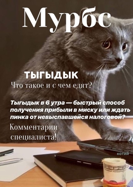 Что ищут кошки в интернете