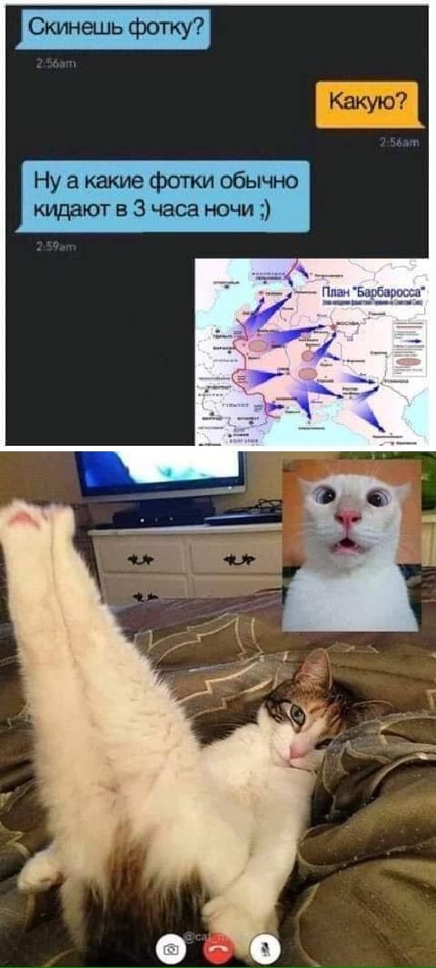 Котокартинки и котобуквы