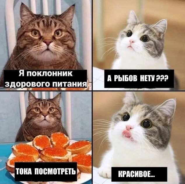 Весёлый полтишок 10.08