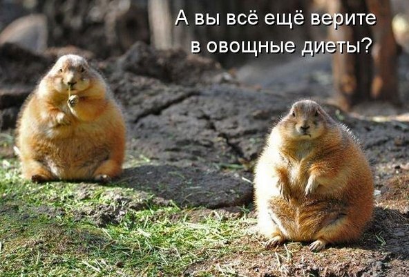 Где остальные?