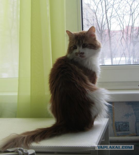 Котовторник  07.05.2013