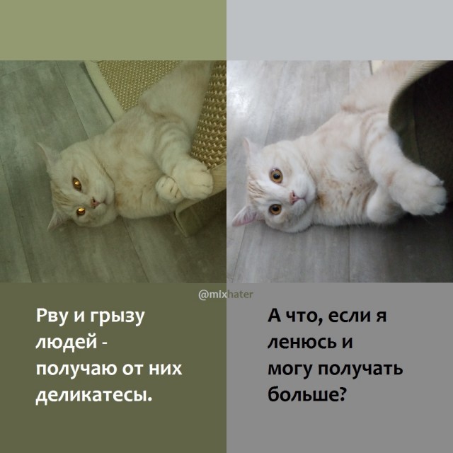 К котовторнику: подборка картинок-баянов с котиками и про котиков. Выпуск 13